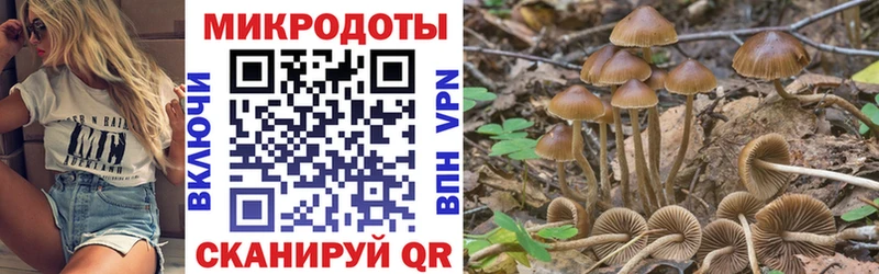 Псилоцибиновые грибы Psilocybine cubensis  Нелидово 
